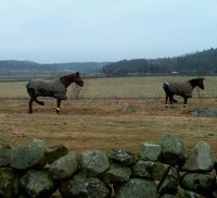 Hästar på äng i Klastorp